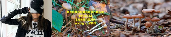 ГАЛЛЮЦИНОГЕННЫЕ ГРИБЫ Алексин